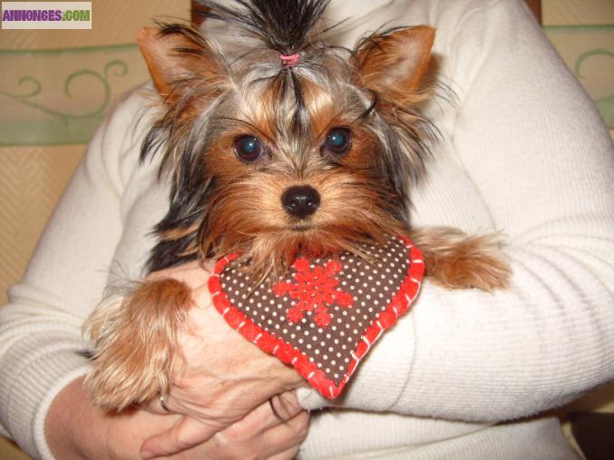 Yorkshire petite taille