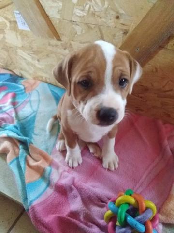 A vendre Mâle Staffie