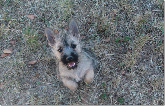 Chiot Cairn Terrier