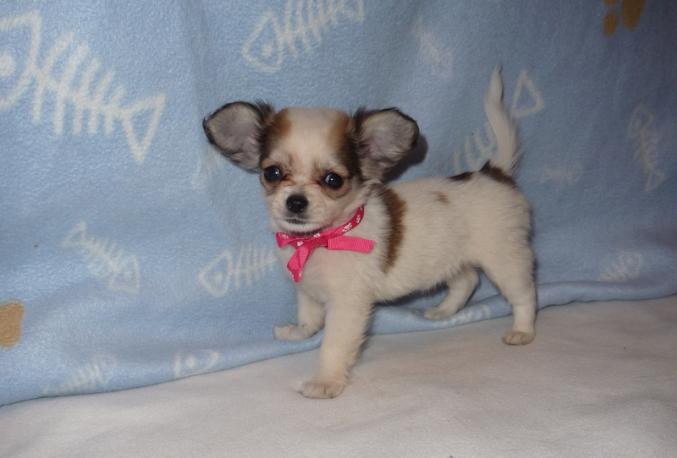 Chihuahua femelle poils longs