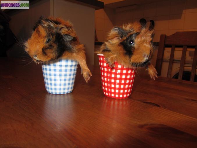 Cadeau 2 cochons d'indies