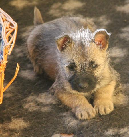 Chiot Cairn Terrier