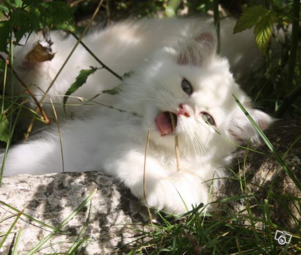 Magnifque chaton persan a adopter