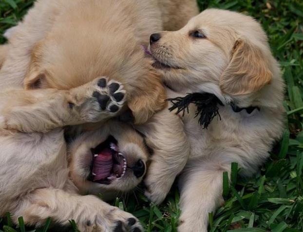 CHIOTS GOLDEN RETRIEVER