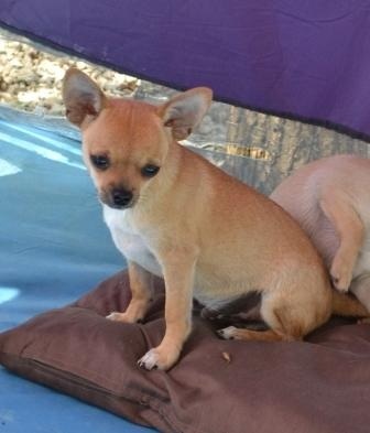 Bébés Chihuahuas LOF Pc