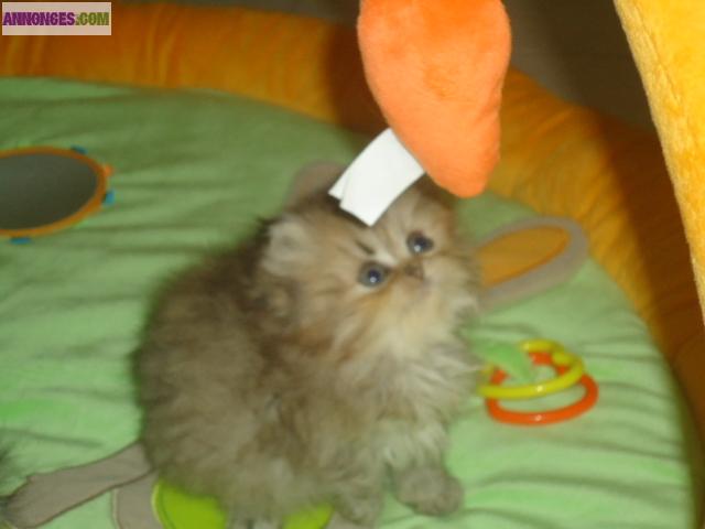 A RESERVER 1 CHATON FEMELLE PERSAN