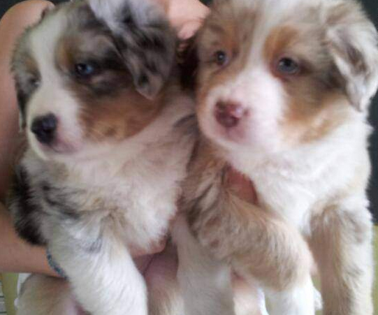 VENDS ADORABLES CHIOTS BERGERS AUSTRALIENS