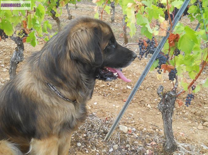 Male lof  leonberg  saillies