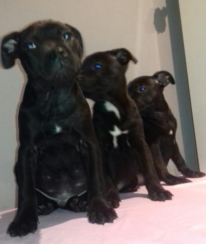 Staffordshire bull terrier 