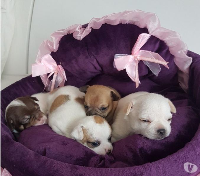 Don Chihuahuas poils courts