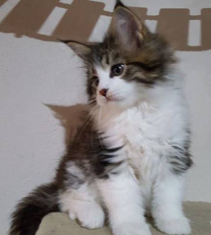 Nous donnons gratuitement deux adorables chatons Maine Coon femelle et un mâle.