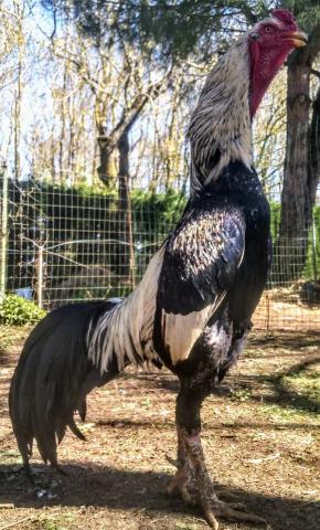 OEUFS Fécondés de COMBATTANTS