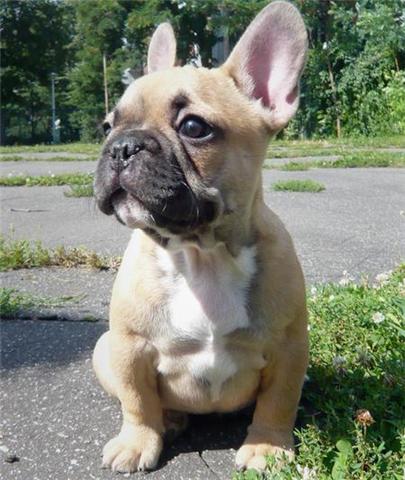 Disponible de suite: chiot bouledogue francais femelle.