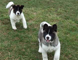 Donne ses magnifiques chiots akita inu