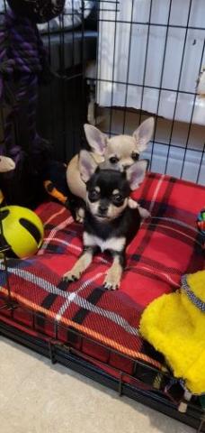 Chiots chihuahua mâle et femelle