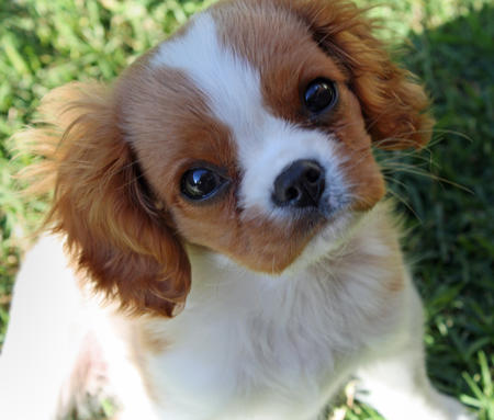Chiots type Cavalier King