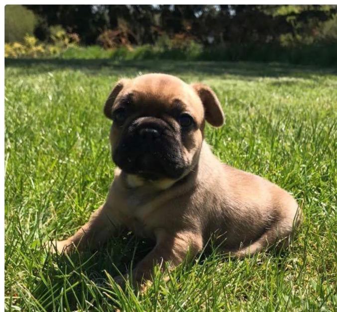 A donner Magnifiques bouledogues Français fauves