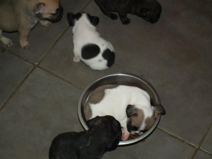 Chiots bouledogues francais