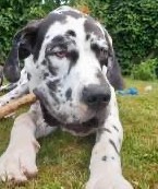 Dogue allemand bringé