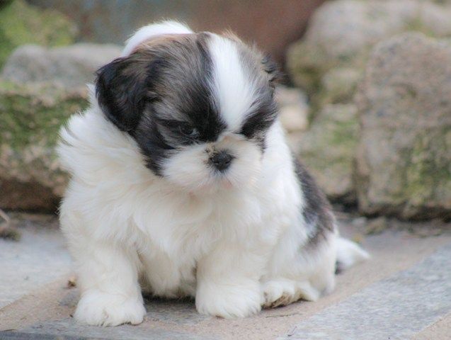Magnifiques Chiots Shih Tzu
