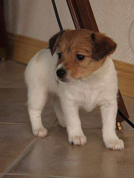 A donner chiot type Jack Russell Terrier