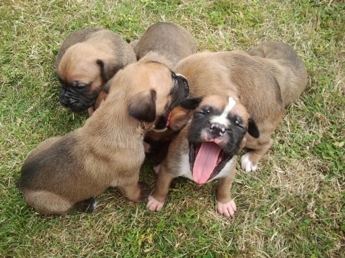 A réserver chiots boxer
