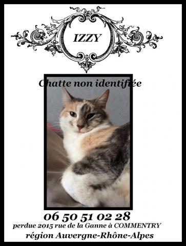 PERDUE chatte tricolore non identifiée L’Allier