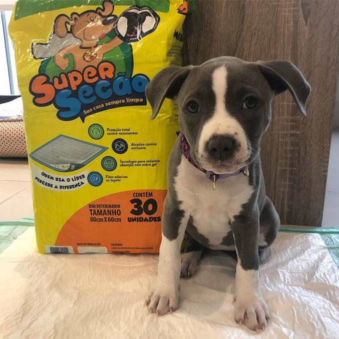 Adorable child Amstaff