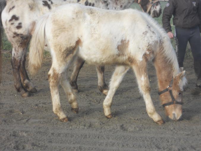 Poulain Appaloosa x Paint horse.