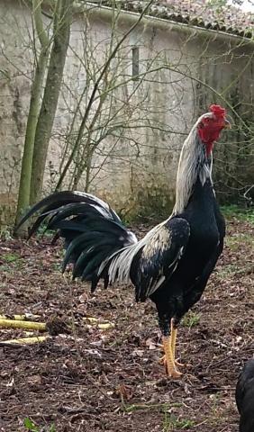 OEUFS Fécondés de COMBATTANTS