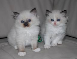 Chatons Ragdoll avec Pedigree