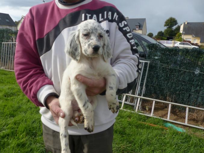 Donne chiots type setter anglais