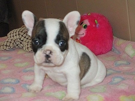 A DONNER chiot type bouledoge français femelle