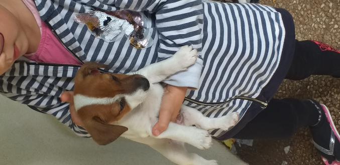Chiots Jack russel