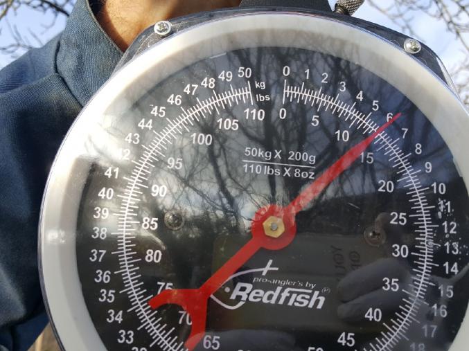 3 grosses Carpes Koïs 