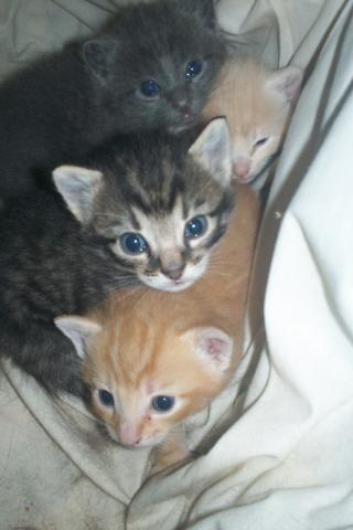 Adopter chatons