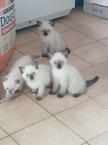 Chatons Siamois 
