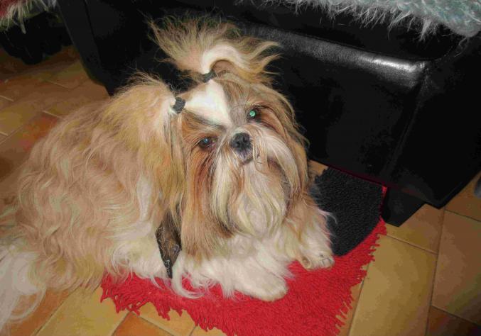 Chiots shih tzu disponible