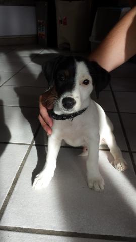 Type Jack Russell - 2 Mois - Dispo immédiatement