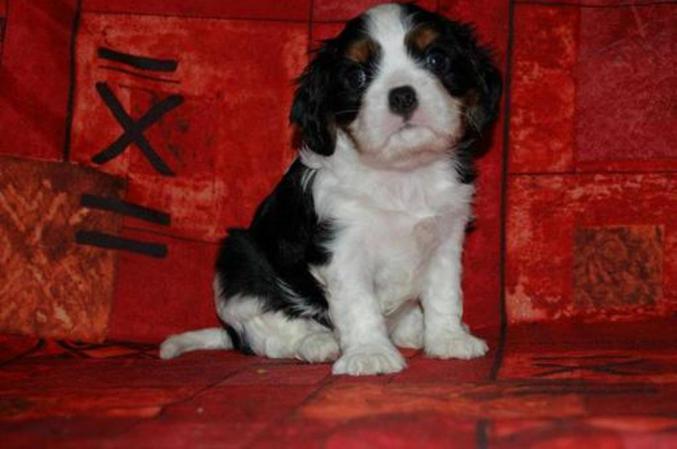 Chiots Cavalier King Charles Spaniel