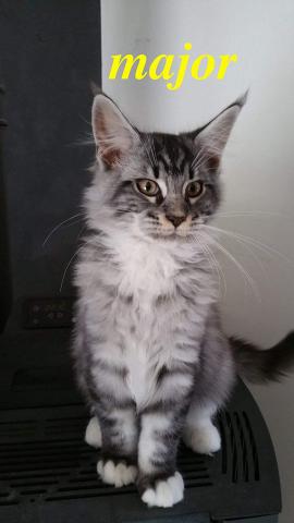 Superbe chaton maine coon