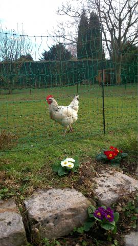 Vends ensemble poulailler, filet,accessoires et poule