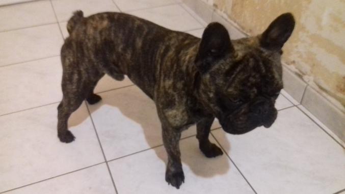 SAILLLIE BOULEDOGUE FRANCAIS