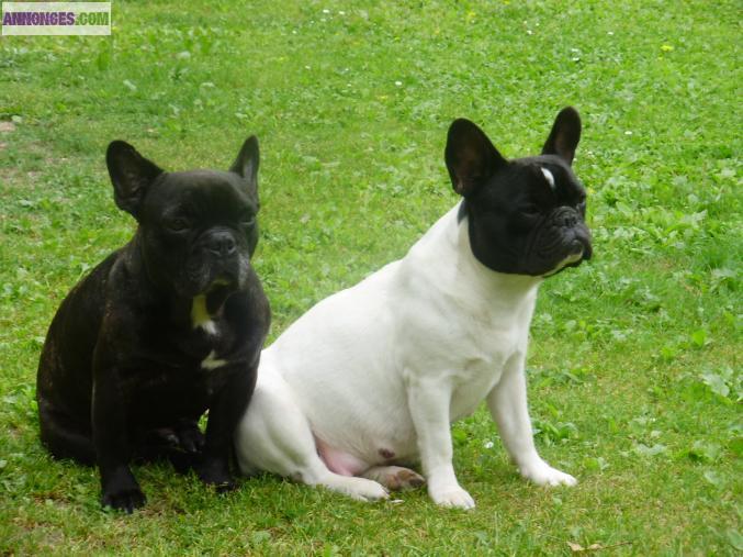 Chiots types bouledogues