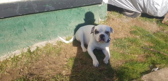 Bouledogue américain