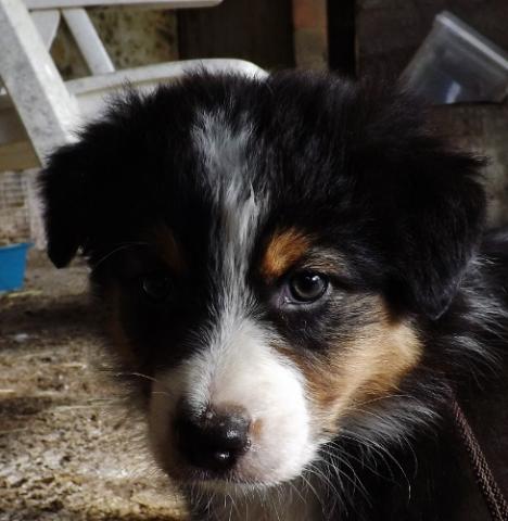 Chiots bergers australien LOF
