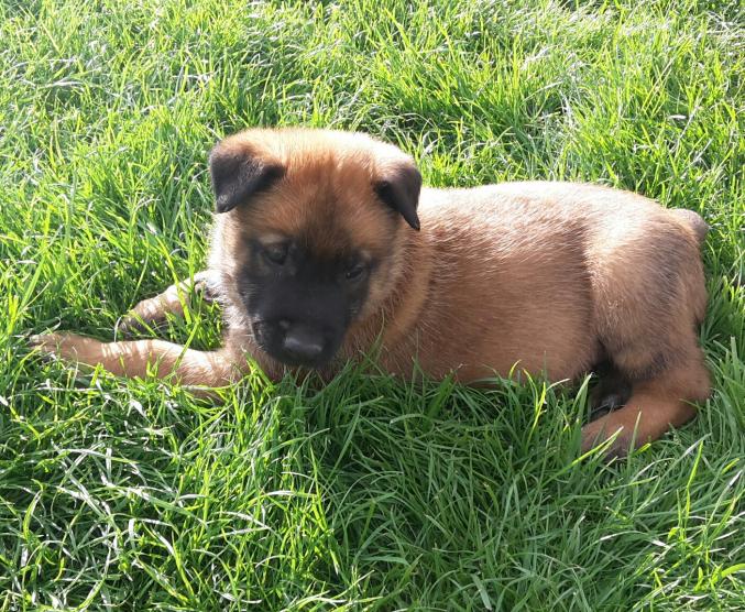 A réserver chiots Malinois LOF