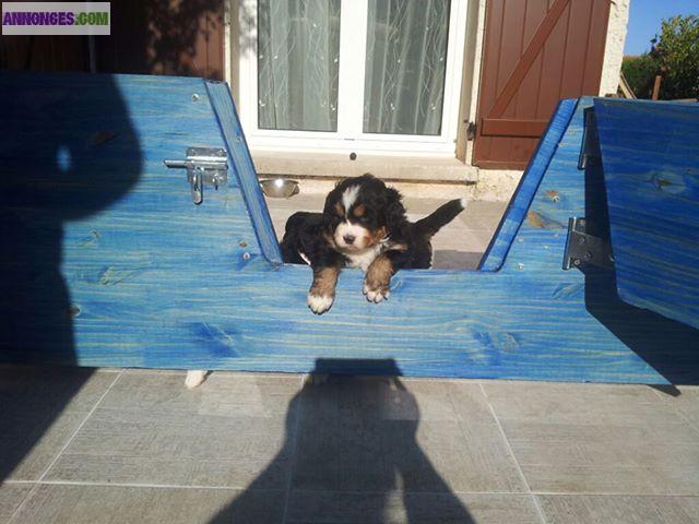 Chiots bouviers bernois lof