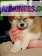 Chiots akita inu lof