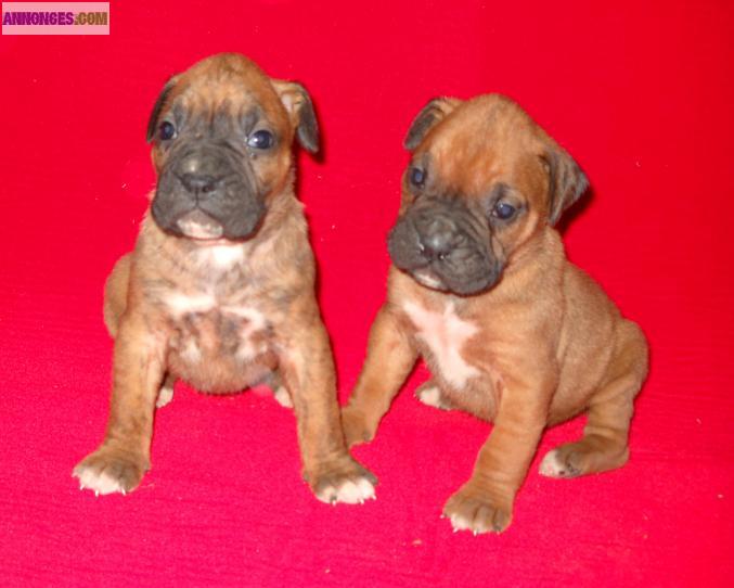 À réserver Chiots type Boxer